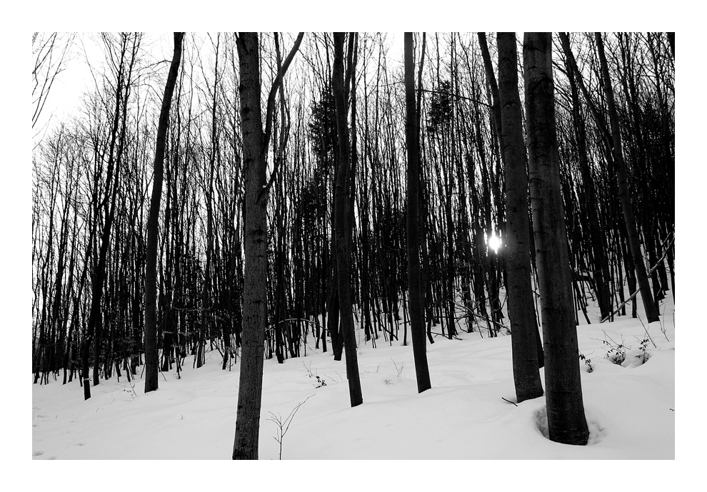 winterwald mit sonne
